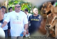 Gerindra Bali Kurbankan 75 Ekor Kambing Pada Idul Adha 1445 H