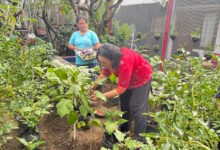 Perkuat Ketahanan Pangan, Lapas Perempuan Kerobokan Budidaya Lele dan Sayur Hidroponik