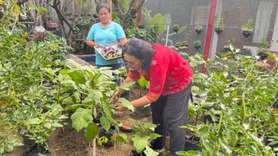 Perkuat Ketahanan Pangan, Lapas Perempuan Kerobokan Budidaya Lele dan Sayur Hidroponik