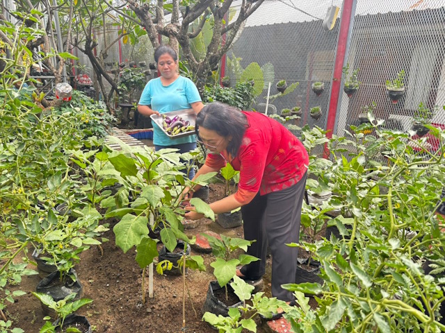 Perkuat Ketahanan Pangan, Lapas Perempuan Kerobokan Budidaya Lele dan Sayur Hidroponik
